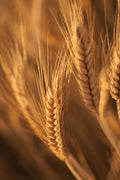 Wheat Types