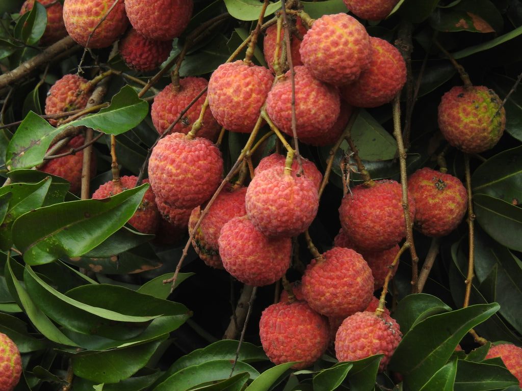 Plantation